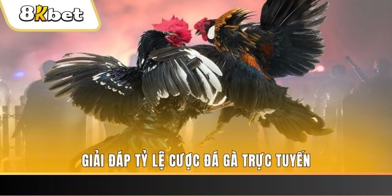 win777 trực tiếp đá gà thomo